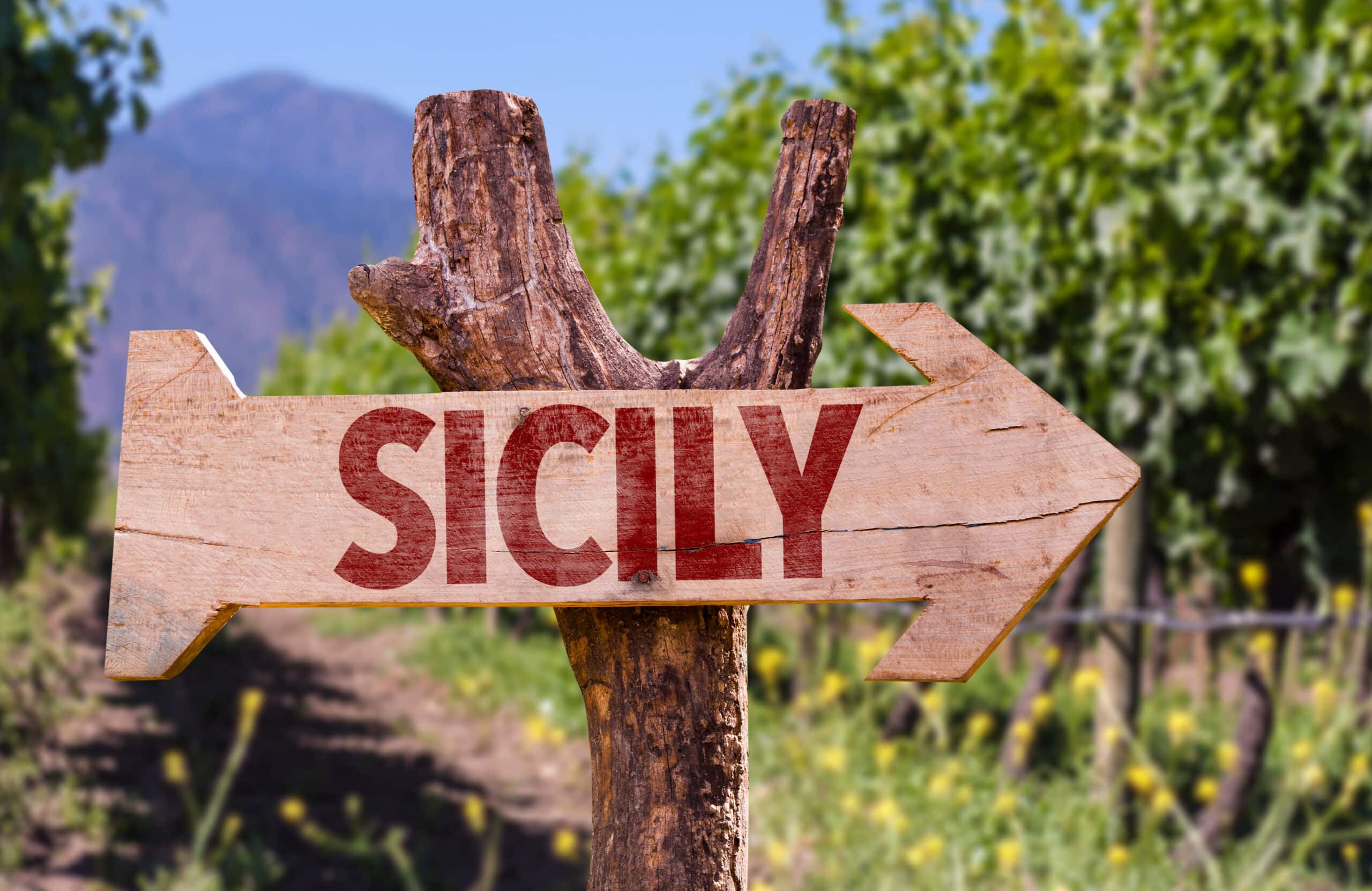 Ein Schild nach Sizilien in einem Weinberg